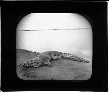 +++ 1857 Egypt Cairo CROCODILE by Francis Frith 4 Photos EXTREMELY RARE picture