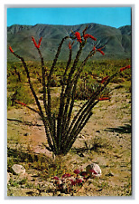 Ocotillo Desert Flora Thorny Scarlet Flowered Coachman's Whip Chrome Postcard picture