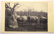 1905 Picture of Young Girl Feeding her Sheep - Fred C. Lounsbury Postcard picture