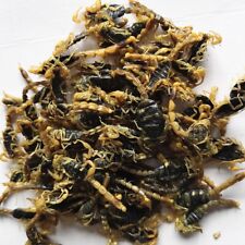 全蝎干中药材全虫50克 新货全蝎清水蝎子干 Dried Scorpion Chinese Herbs picture