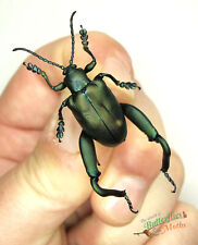 Sagra Femoralis Green Beetle Insect SET x1 Male A1- Entomology Specimen *NICE*. picture