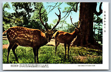 Postcard Japan c1950s Spotted Deer in Nara Park Nara BA10 picture
