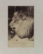 1920's KING OF BEASTS THE CLEVELAND ZOO CLEVELAND OHIO PHOTO POSTCARD UNMAILED picture
