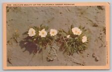 Postcard Delicate Beauty of the California Desert Primrose Vintage picture