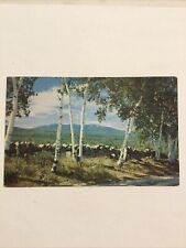 Postcard Chrome Greetings From Oliverea, NY Nature Scene 1980 M8 picture