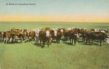 CANADA - A Herd of Canadian Cattle picture