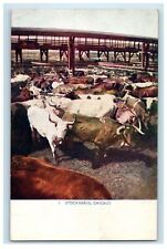 c1910 Buffalo Gathering, Stock Yards Chicago Illinois IL Unposted Postcard picture