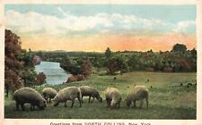 Vintage Postcard Pastoral Flock Greetings From North Collins New York NY picture