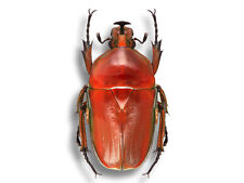 RARE Cetoniidae Trigonophorus rothschildi RED Form Beetle Unmounted USA picture