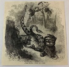 1882 magazine engraving~ FIGHT BETWEEN A PYTHON AND A TIGER picture