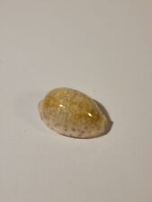 Hand Picked Cowry Shell - Pustularia Bistrinotata Mediocris picture