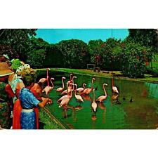 Postcard Pink Flamingos Fort Lauderdale Florida FL Chrome picture