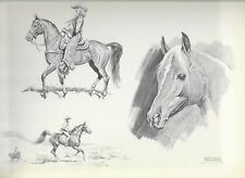 Arab Horse Head Study - 1951 Illustrated Horse Print #68 picture