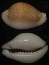 Tonyshells Seashells Cypraea miliaris CALLOUSED 26mm Gem, calloused superb picture