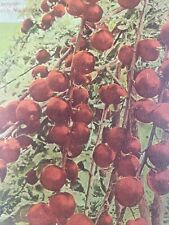 C 1910 The Celebrated Spitzenburg Apple North Yakima WA DB Antique Postcard picture