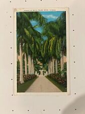Vintage Postcard Avenue Of Royal Palms Subtropical Climate Gardens Miami Florida picture