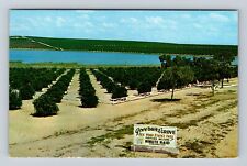 Clermont FL-Florida, Governor's Grove Citrus Trees, Vintage Souvenir Postcard picture
