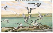 Postcard CA Santa Barbara California Sea Gulls White Border Vintage PC J7911 picture