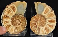 2530 RARE TEXAS PAIR Ammonite 68gm Med 64mm Calycoceras Tarrant Co Fossil 2.5