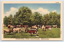c1940's Greetings From Rushville Nebraska Vintage Sheridan County NE Postcard picture