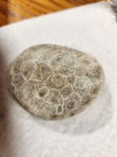 Petoskey Stone 6.5 oz fresh from Lake Michigan not Polished picture