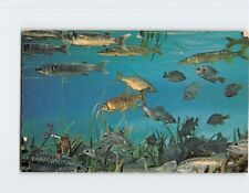 Postcard 35 Varieties of Fresh Water Fish Florida's Silver Springs USA picture