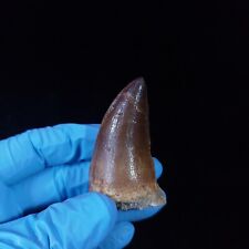 Awesome Mosasaur Prognathodon Fossil Tooth mosasaurus teeth Cretaceous period picture