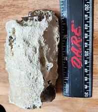 Opalized Petrified Wood Small Piece Of A Branch12 Oz. picture