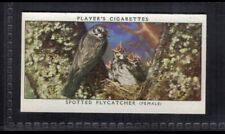 SPOTTED FLYCATCHER - 80 + year old English Tobacco Card # 5 picture