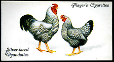 Silver-laced Wyandottes    Chickens   Vintage 1931 Card  FD29M picture