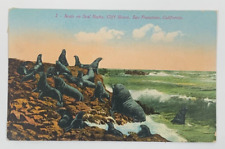 Seals on Seal Rocks Cliff House San Francisco California Postcard Posted 1913 picture