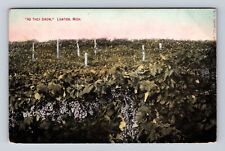 Lawton MI-Michigan, Grape Fields, Antique Vintage Souvenir Postcard picture