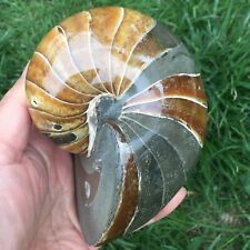 TOP720g  Natural conch Ammonite fossil specimens of Madagascar 625 picture