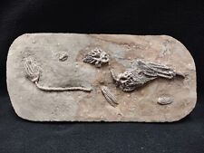 Seven Different Crinoids on Fossil Crinoid Plate, Crawfordsville, IN picture