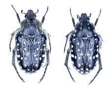 Scarabaeidae, Cetoniinae, Oxythyrea dulcis, Albania, RARE, pair picture