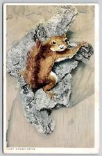 Postcard Frisky Native Squirrel Antique WB PM Intervale NH Cancel WOB Note 1c picture