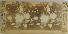 1889 Magnolia Blossoms Photo Niagara Falls, N.Y. - Stereoview Card - Stereoscope picture
