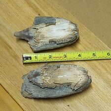 Woolly Mammoth Tooth Fossil partial (and in 2 pieces) Rare Historic from Alaska picture
