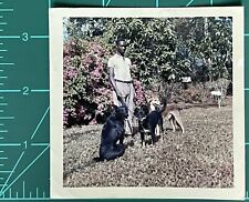 Vintage Photo Color Snapshot African American Man Walking Dogs 1966 picture