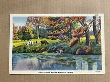 Postcard Waseca, Minnesota MN Scenic Greetings Cows Pond River Vintage PC picture