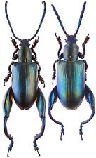 Insect - CHRYSOMELIDAE Sagra coeruleata - Madagascar - Pair 15~20mm .... picture