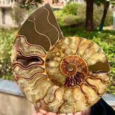 1.1LB  Rare Natural Tentacle Ammonite FossilSpecimen Shell Healing Madagascar picture