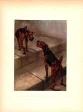 Antique Welsh Terrier Print c1910 Maud Earl Welsh Terrier Wall Art 5013f picture