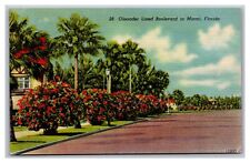 Miami, FL Florida, Oleander Lined Boulevard Street View, Vintage Linen Postcard  picture