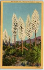 Postcard - Yuccas in Bloom in Sothern California picture