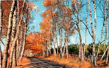 Postcard ME Beautiful Maine Birches in Autumn picture