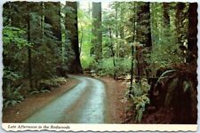 Postcard - Late Afternoon in the Redwoods, California, USA picture