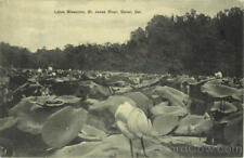 Dover,DE Lotus Blossoms,St. Jones River Kent County Delaware Postcard 1c stamp picture