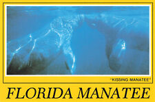 MANATEE KISSING EACH OTHER POSTCARD GREETINGS FROM FLORIDA FL PINELLAS PARK picture