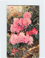 Postcard Rhododendron The State Flower of Washington USA picture